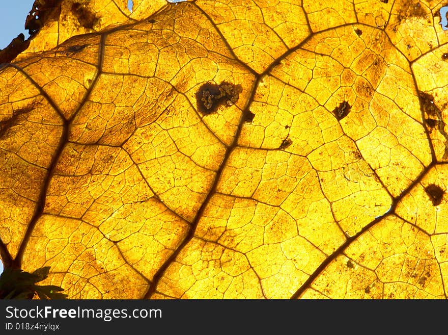 Yellow leaf on a blue background