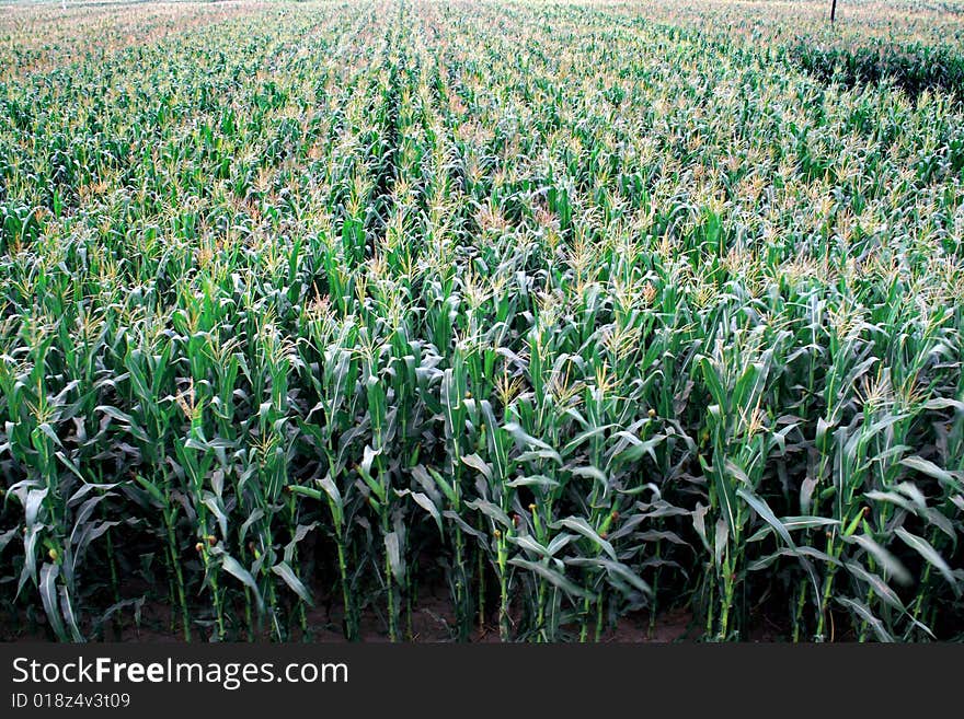 Corn row field  in summer. Corn row field  in summer