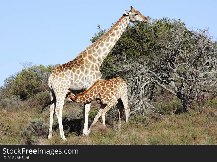 Giraffe calf and mother