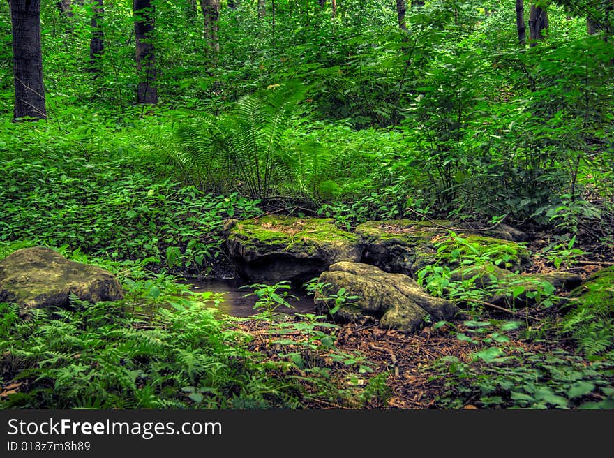 Inside a deciduous forest. HDR image created by combining three different exposures.