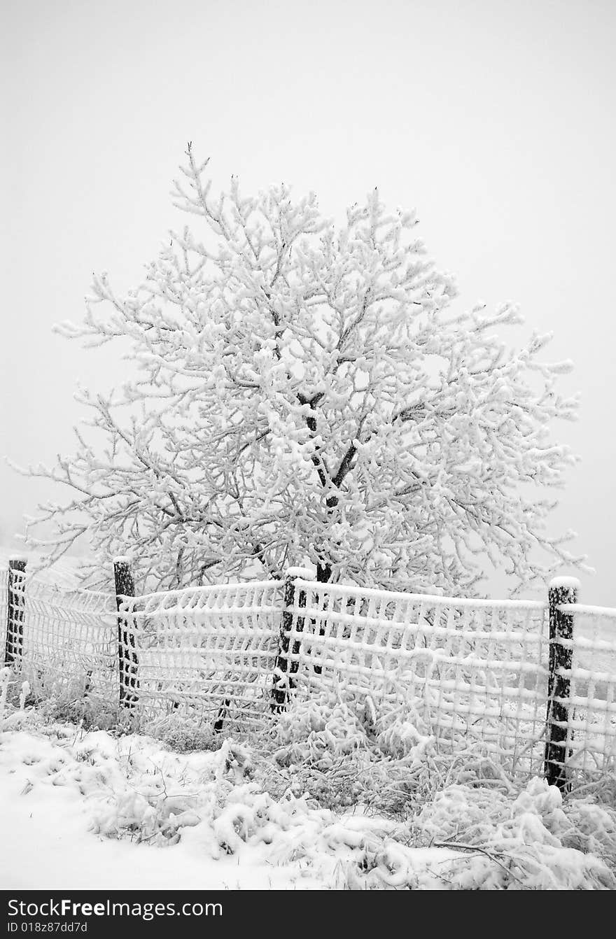 Snowy tree and fence in winter