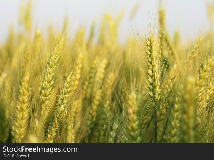 Ripe wheat