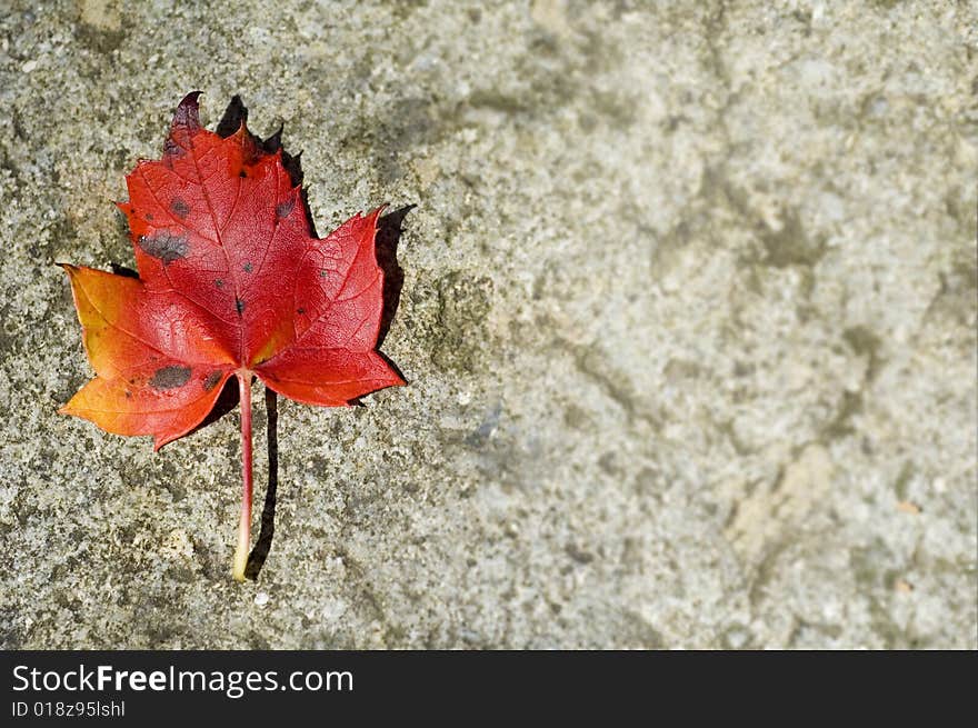 Single red maple leaf with lots of copy space. Single red maple leaf with lots of copy space