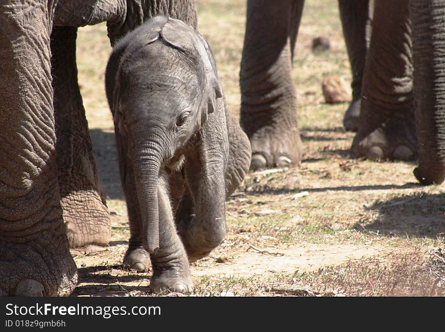 Calf elephant