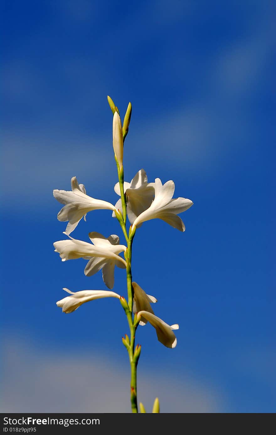 A gentle white flower with sky as background