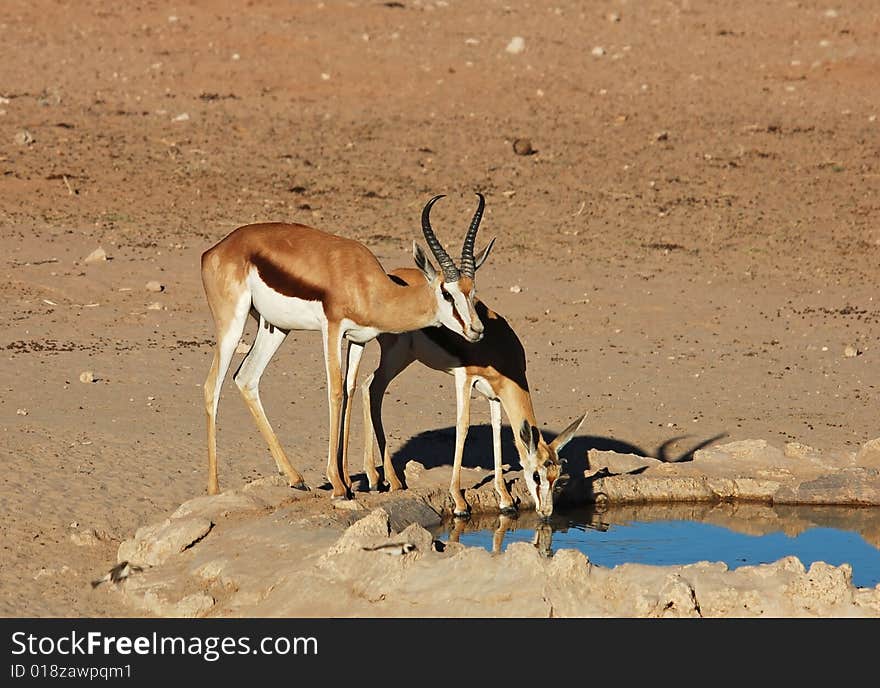 Springbok Antelope (Antidorcas marsupialis) at a water hole in the Kalahari Desert, Southern Africa. Springbok Antelope (Antidorcas marsupialis) at a water hole in the Kalahari Desert, Southern Africa.