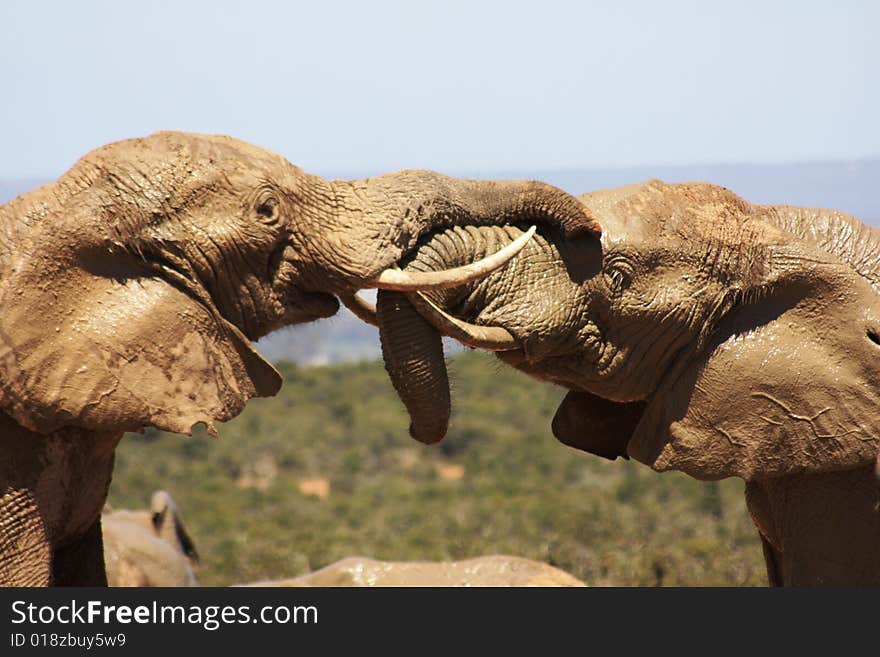 Two muddy elephants