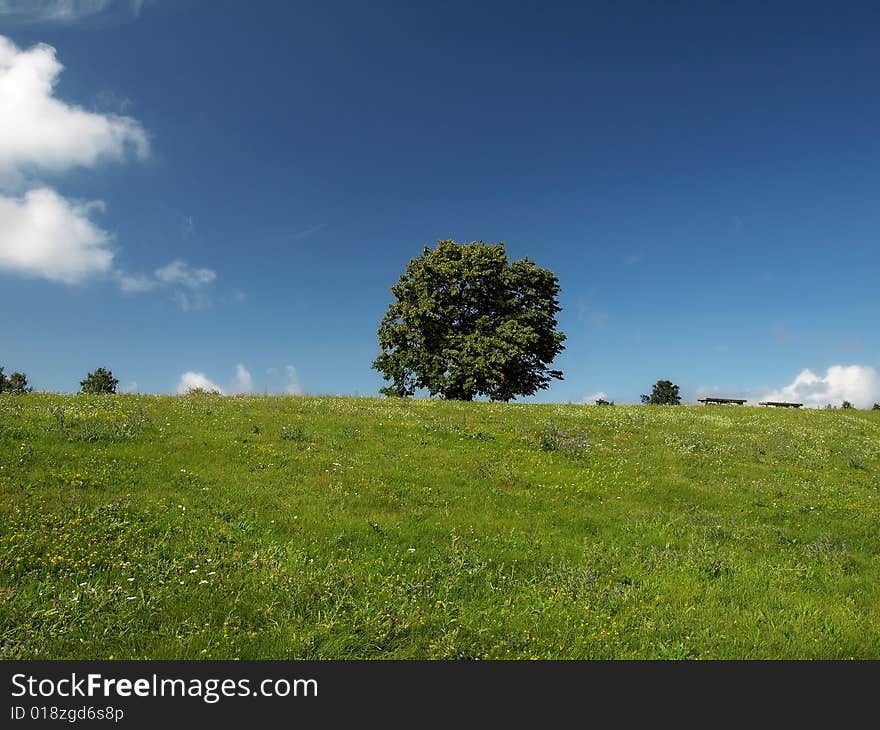 Single tree on a background dark blue sky. Single tree on a background dark blue sky.