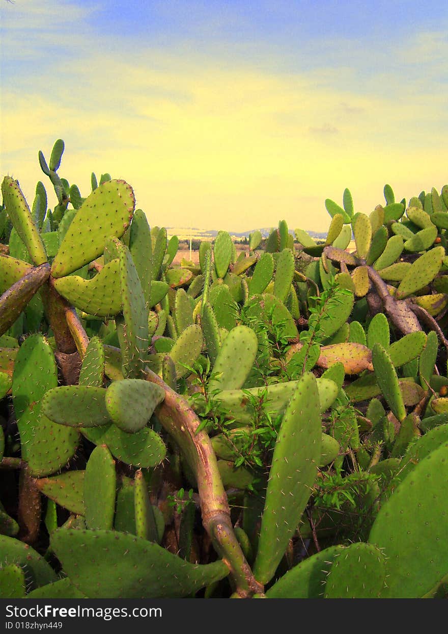 Thicket of wild cacti in the splendor of sunset. South of Portugal.

The province of Algarve. Thicket of wild cacti in the splendor of sunset. South of Portugal.

The province of Algarve.