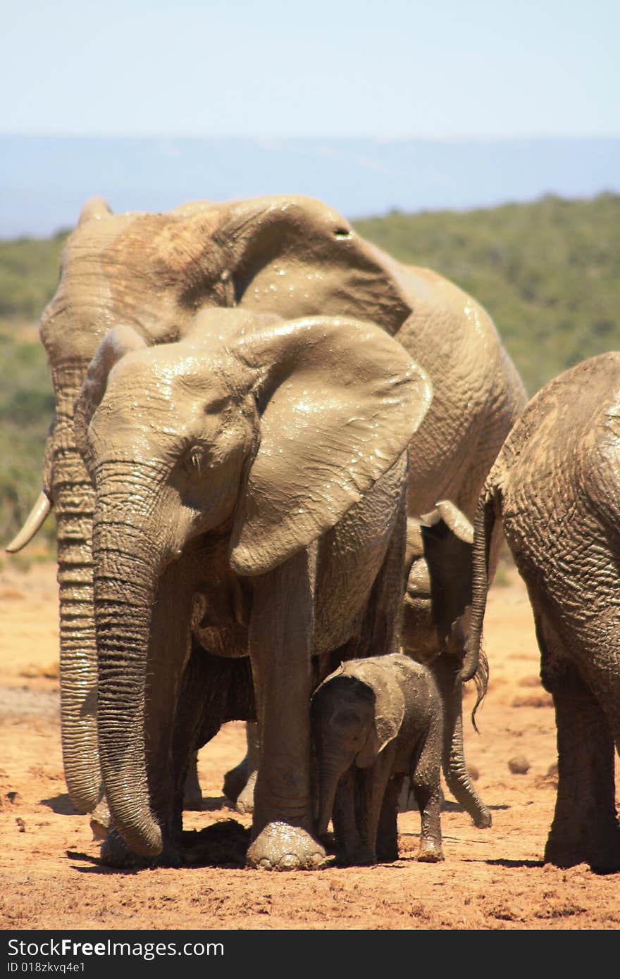 Three different sizes of elephants. Three different sizes of elephants