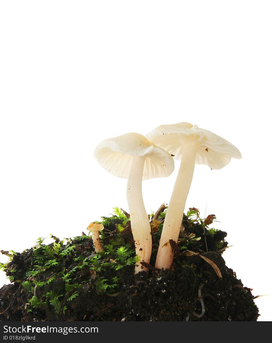 White toadstools