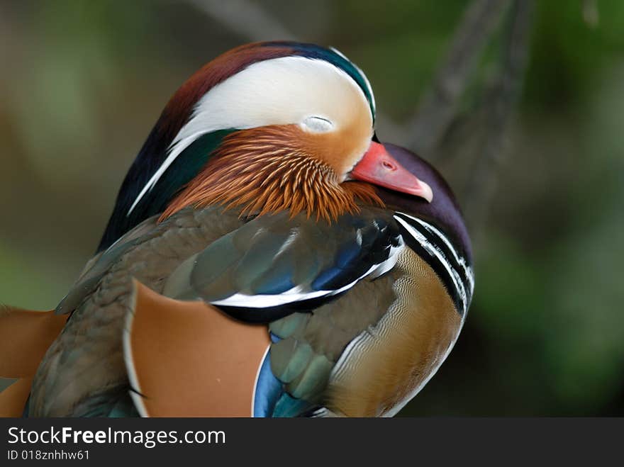 Mandarin duck