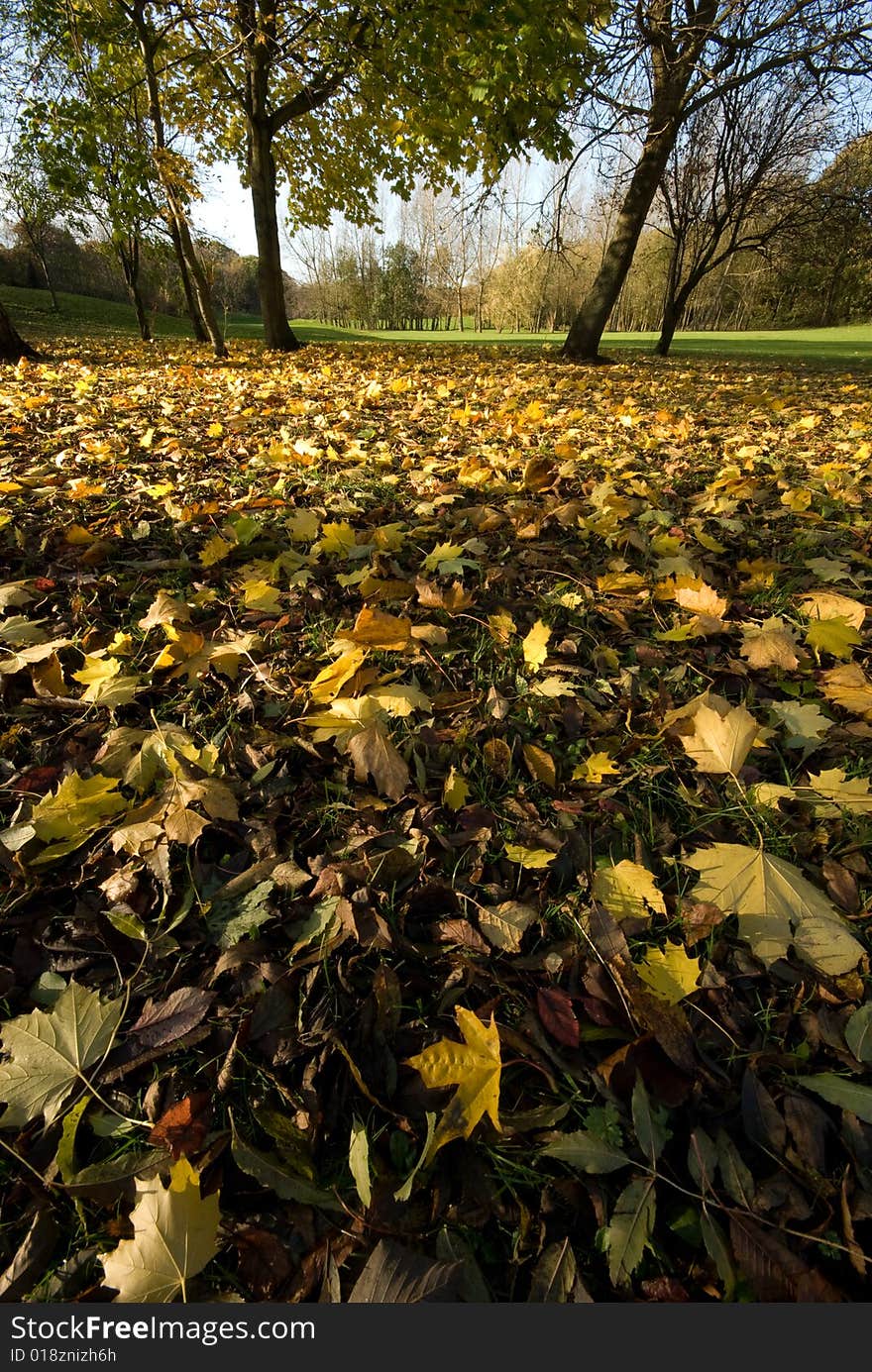 Leaves on the ground