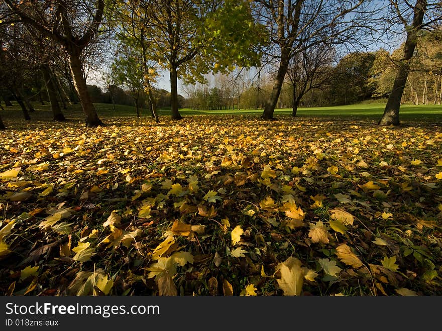 Leaves on the ground