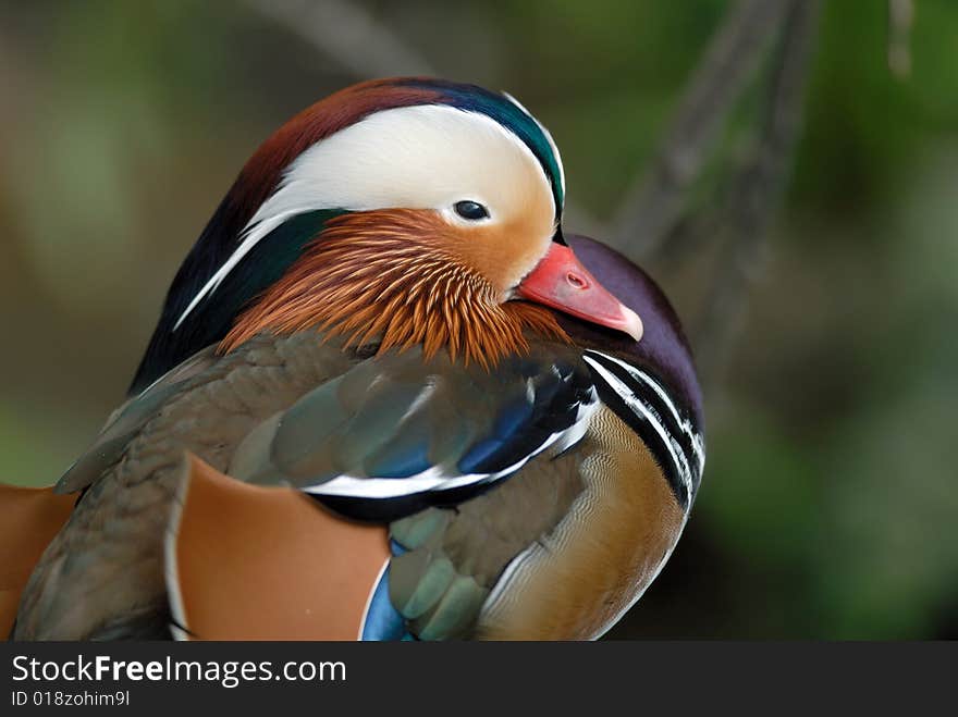 Mandarin duck