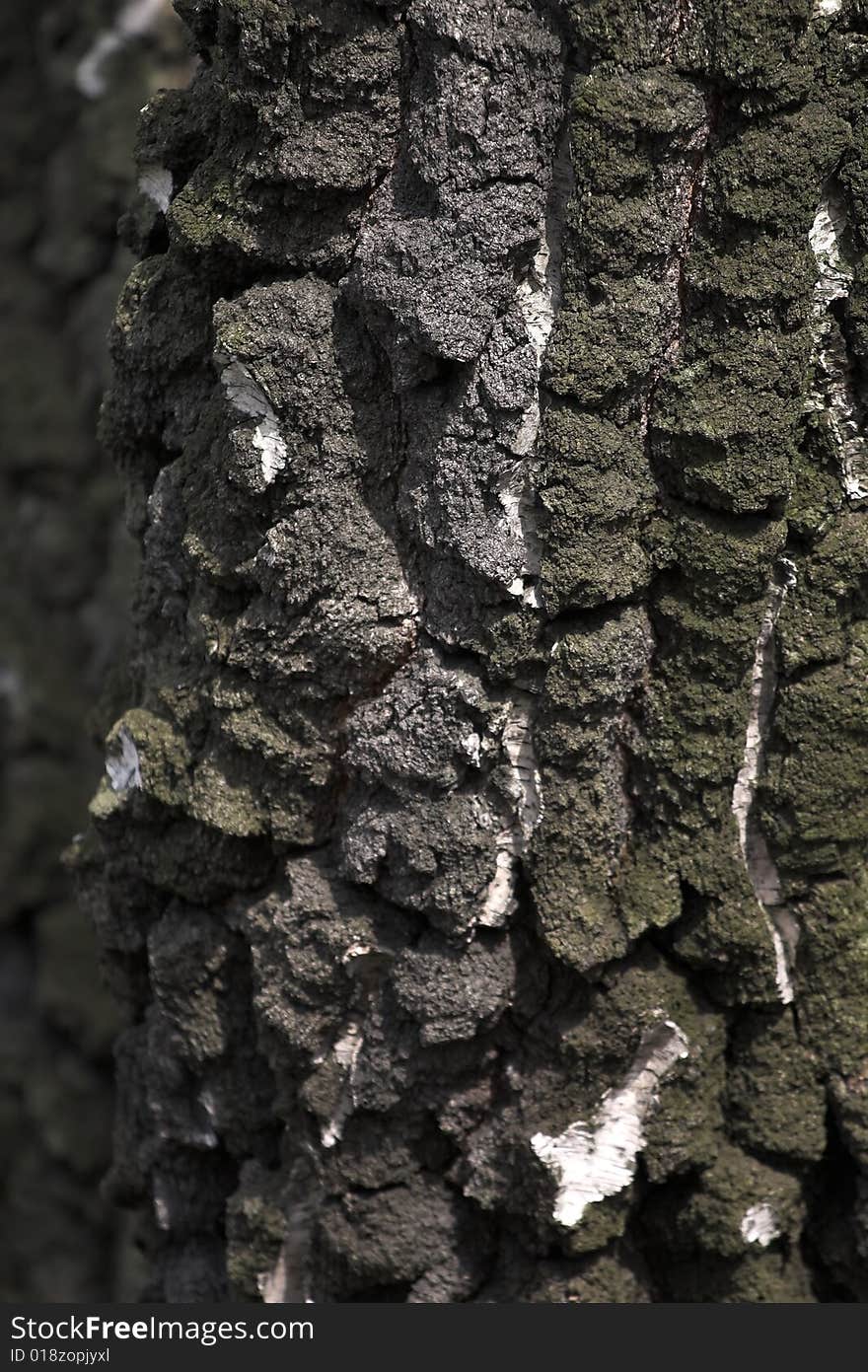 Tree bark closeup (backgroud/texture)