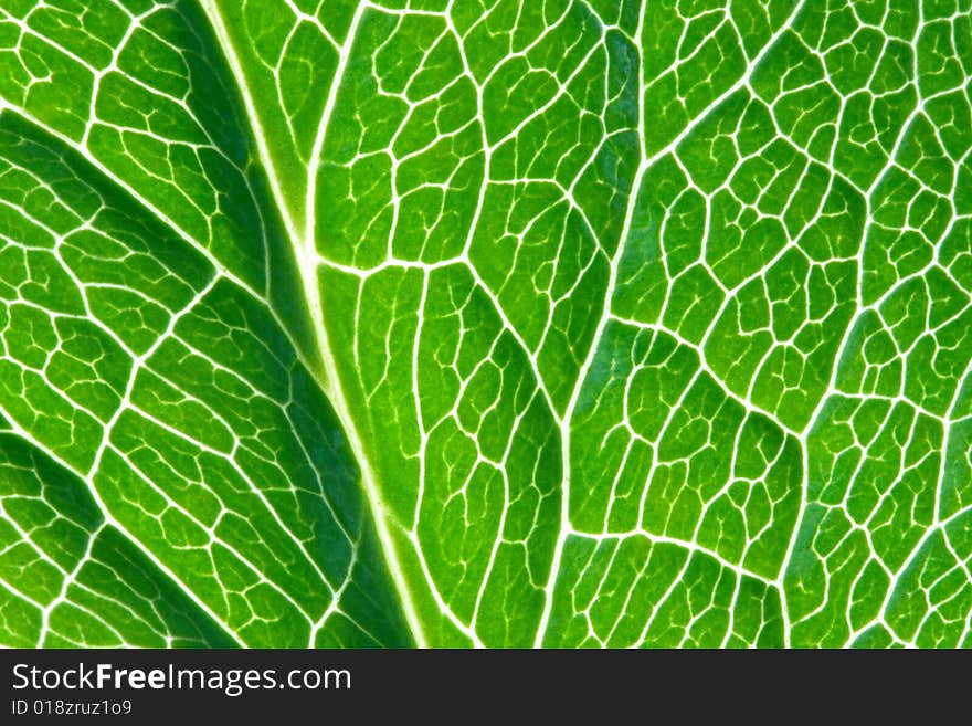 Macro picture of green leaf