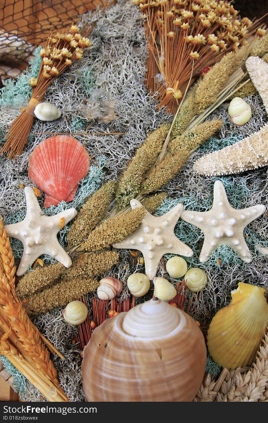 Colorful seashells assortment with stars