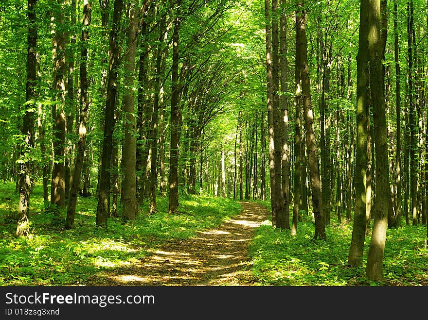 Path in summer green forest