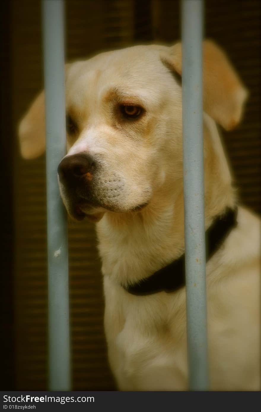 Europe france avignon, a dog is locked in the house