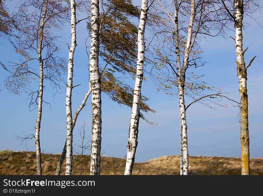 Group of birch trees in autumn. Group of birch trees in autumn