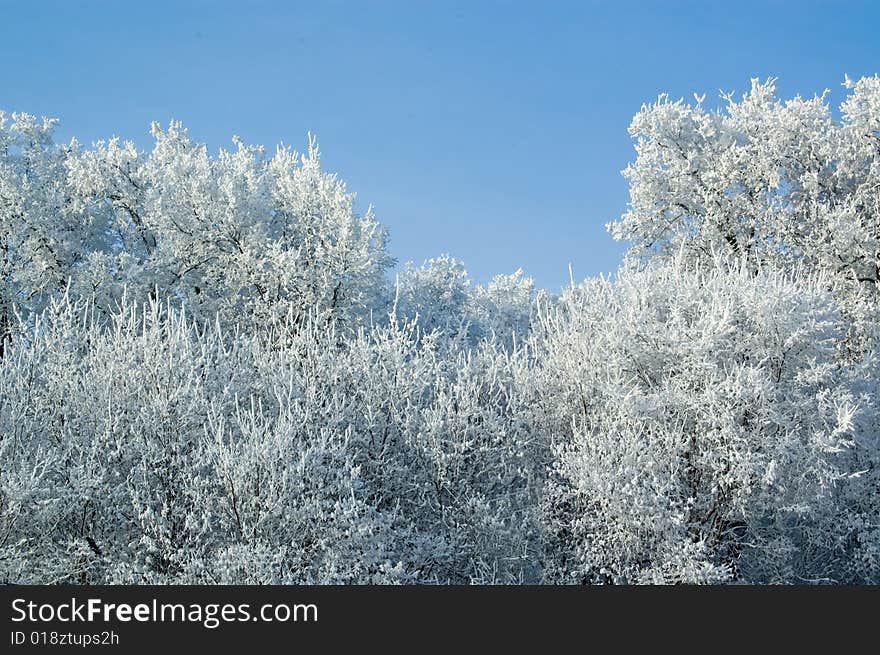 Trees mantled with rime frost and bushes. Trees mantled with rime frost and bushes