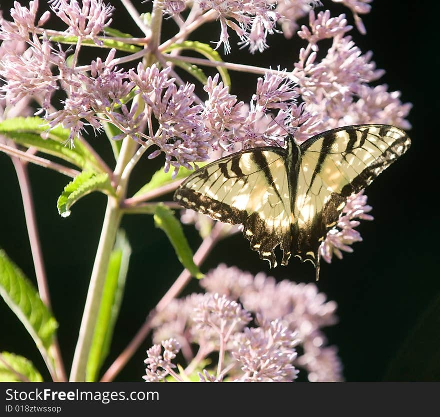 Backlit swallowtail