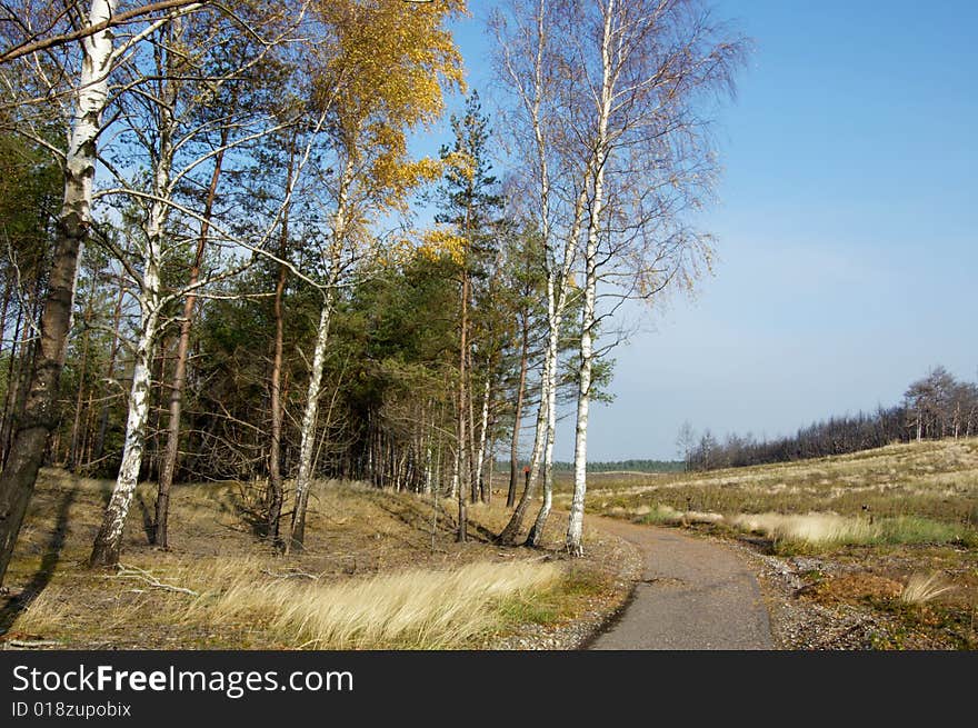 Autumn path