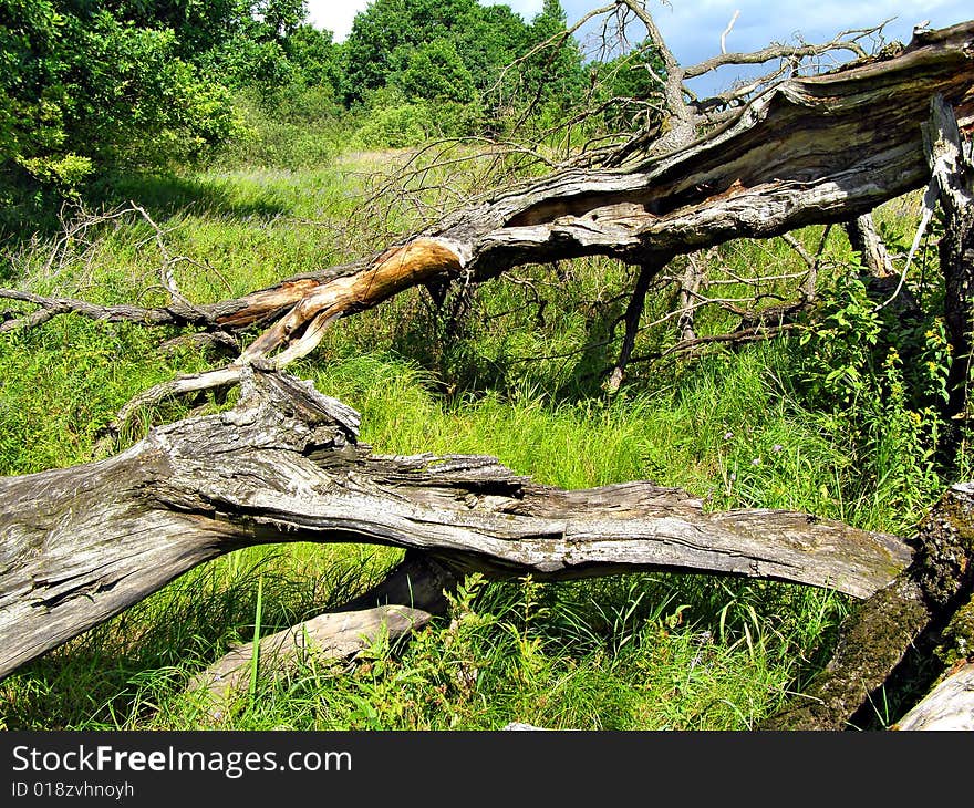 Old tumbled oak near wood