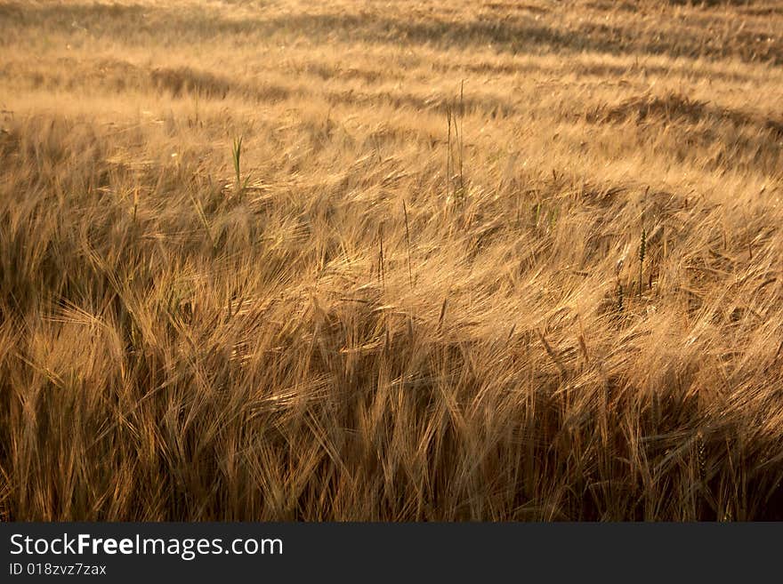 Beautiful structure from culture of grain. Beautiful structure from culture of grain