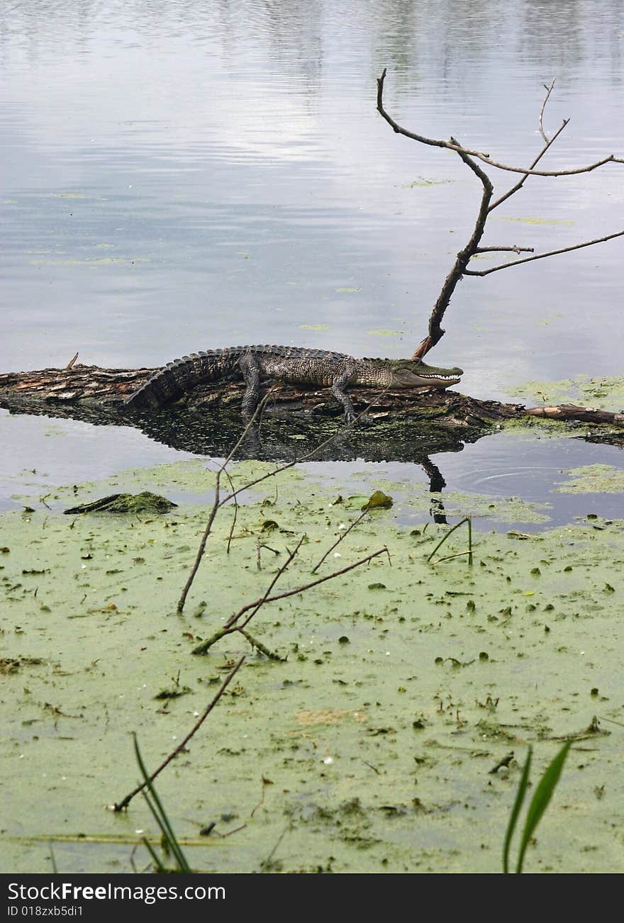 Alligator (Alligator mississippiensis) at Brazos Bend State Park - Texas. Alligator (Alligator mississippiensis) at Brazos Bend State Park - Texas