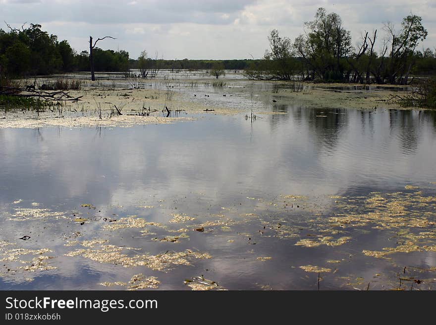 Elm Lake - Brazos Bend