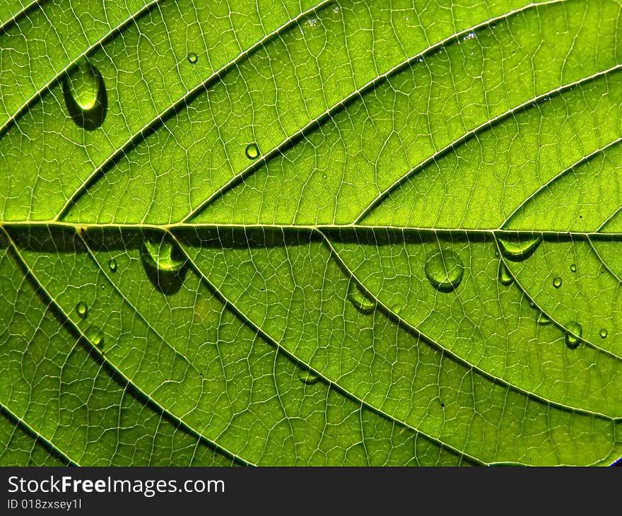 Texture of the wood sheet