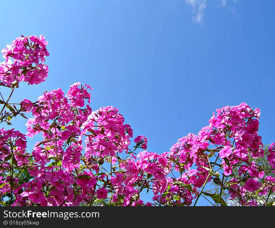 Flowerses phloxes on background blue sky