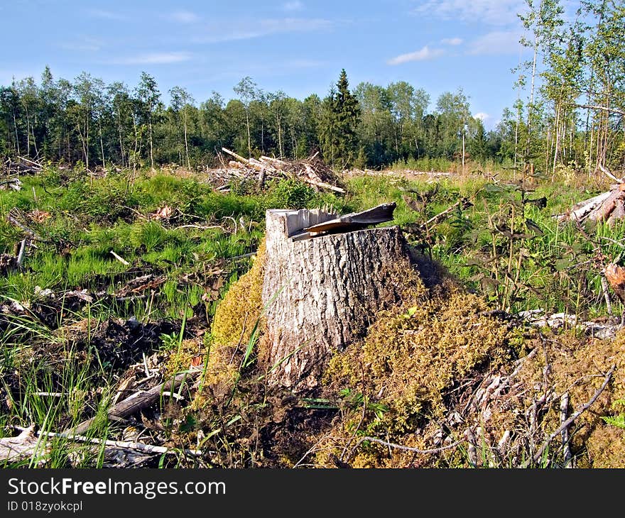 Part tree with root on chopping wood