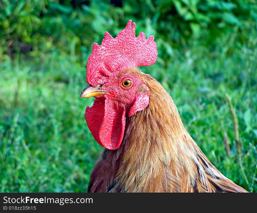 Head of the cock on background of the green herb