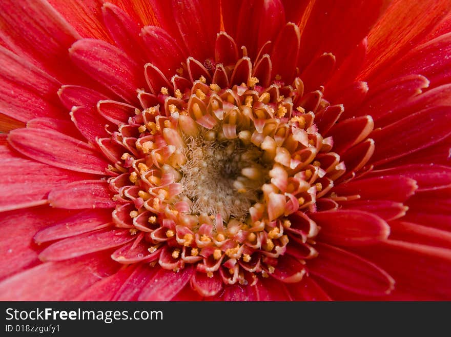 Red Flower