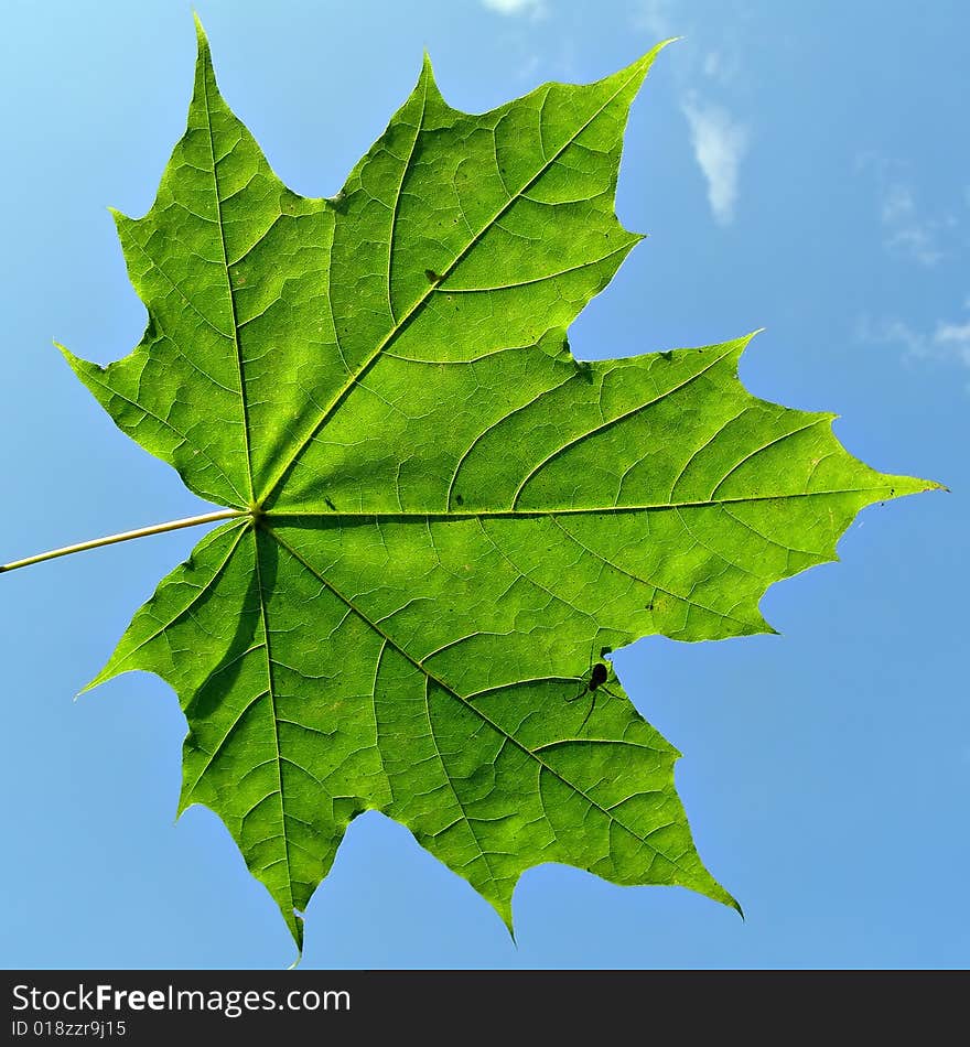 Maple leaf on background blue sky