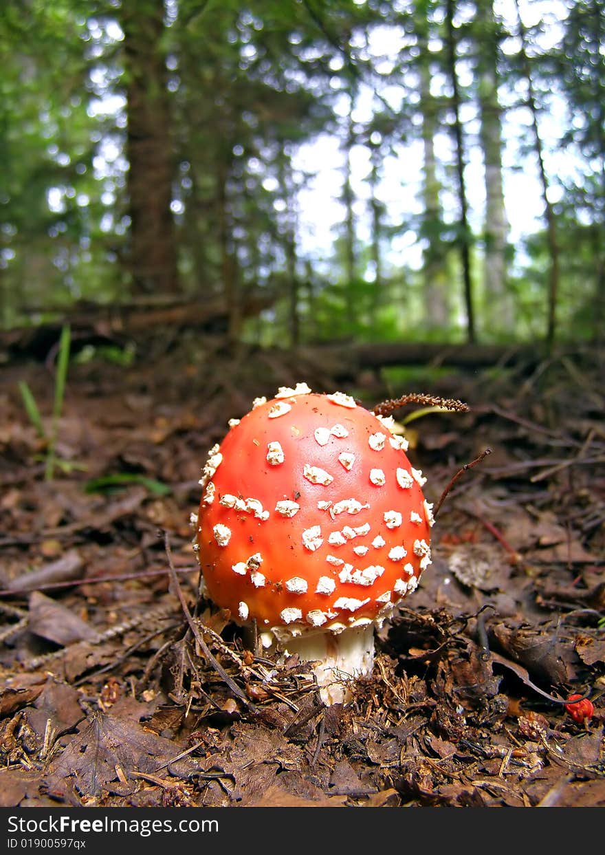 Red  agaric in dark wood