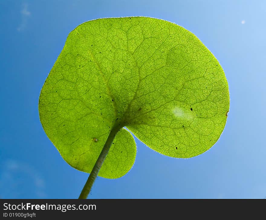 Sheet of the marsh plants on background blue sky