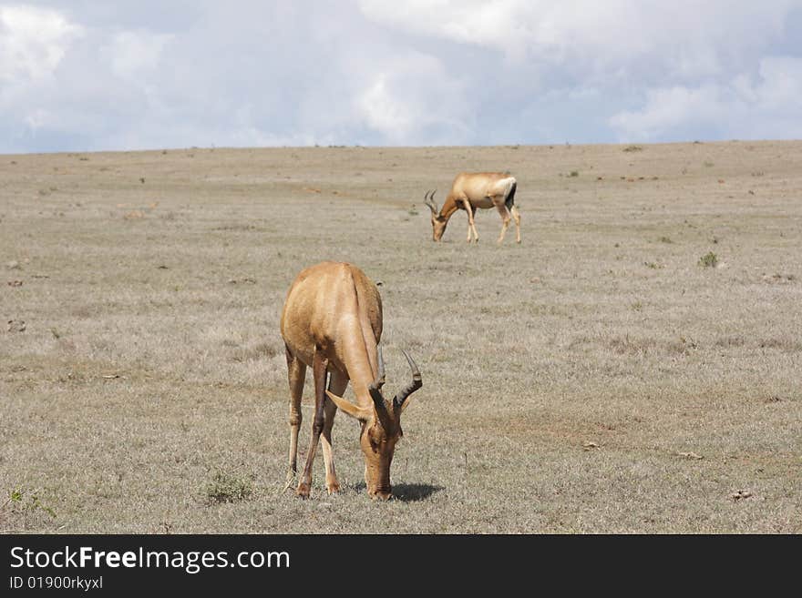 Blue Sky Red Hartebeest Pair