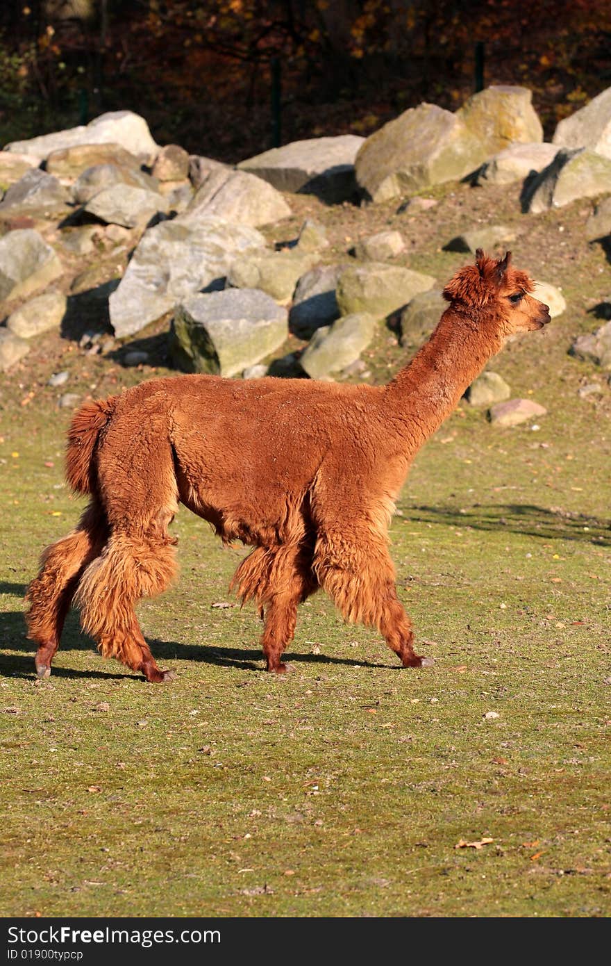 The photograph from the natural series- the zoo in Gdansk. The photograph from the natural series- the zoo in Gdansk