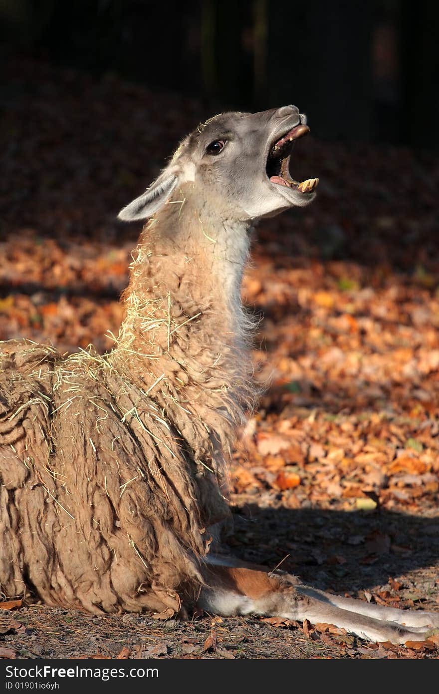 The photograph from the natural series- the zoo in Gdansk. The photograph from the natural series- the zoo in Gdansk