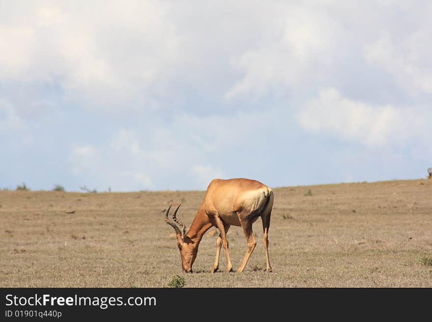 This red hartebeest was grazing on its own under a blue cloudy day. This red hartebeest was grazing on its own under a blue cloudy day