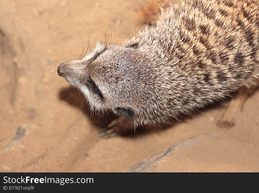 Meerkat (Suricata Suricatta)