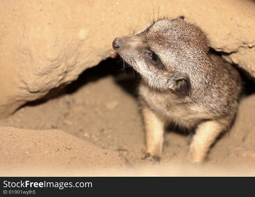 Meerkat (Suricata Suricatta)