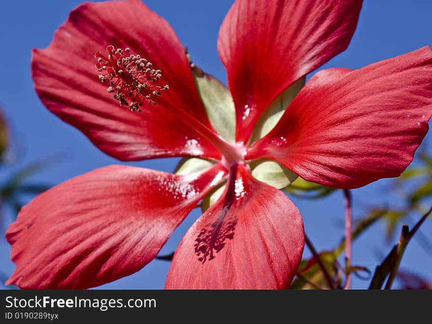 Hibiscus(Star Gaze)