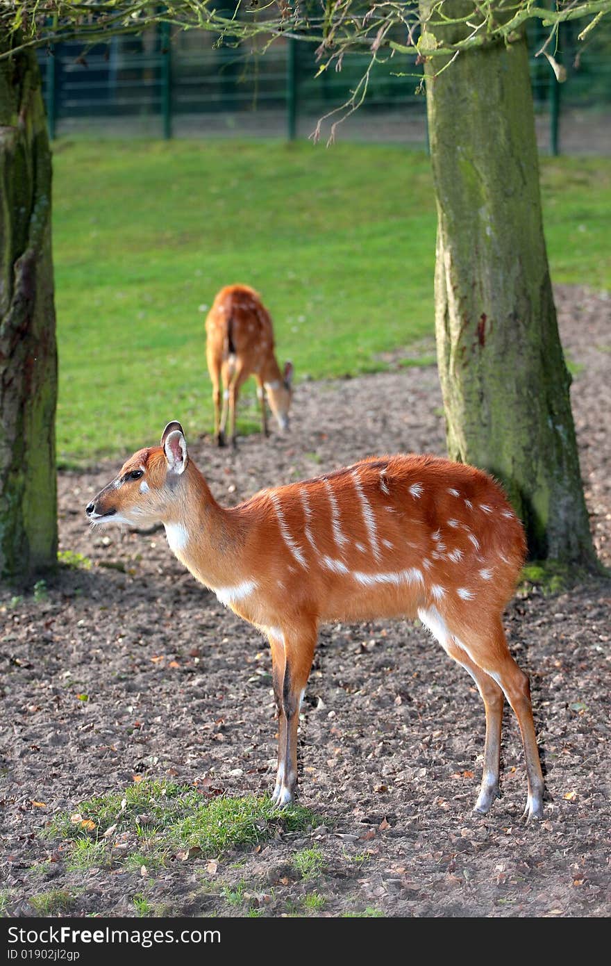 Sitatunga (Tragelaphus spekii, spekeii, speki)