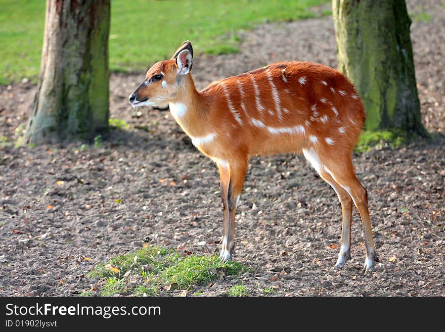 Sitatunga (Tragelaphus spekii, spekeii, speki)