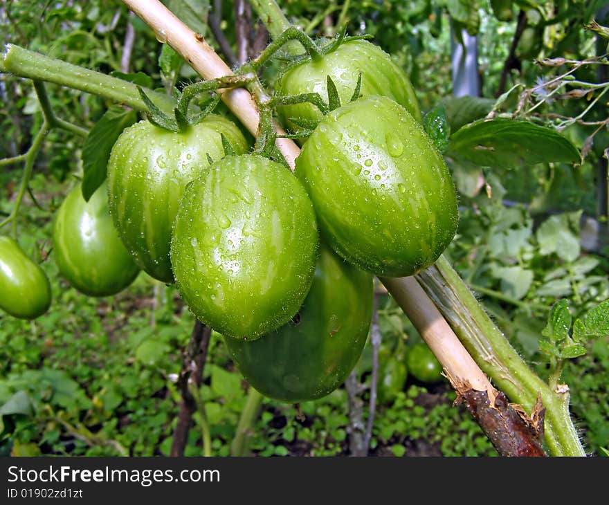 Green tomatoes on branch in hothouse